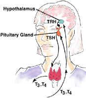 thyroid-pituitary.jpg